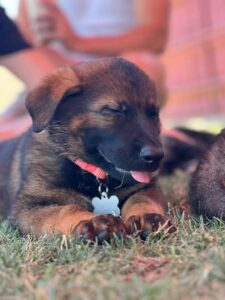 Puppies_05